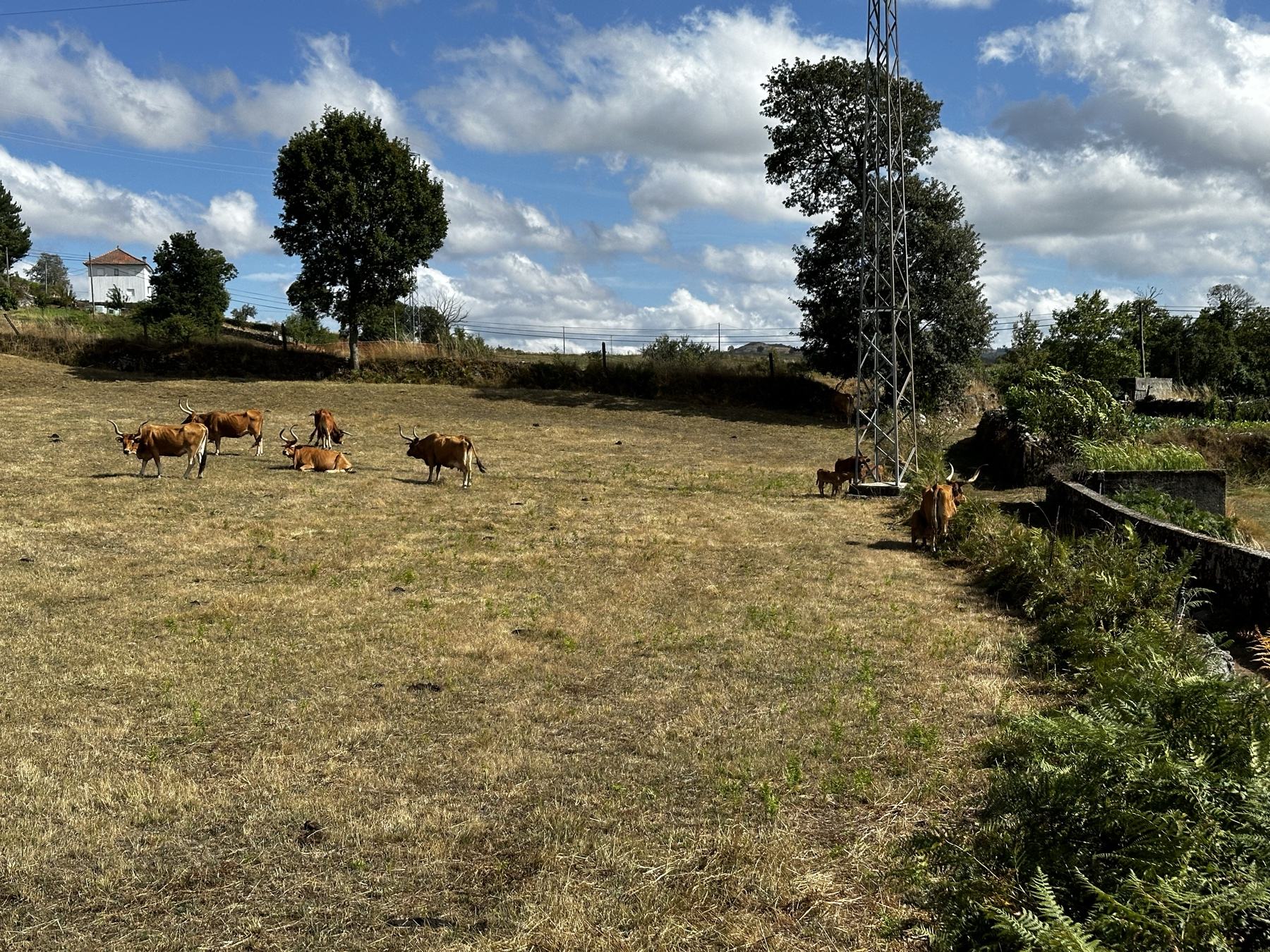 Vacas de raça barrosã a pastar num lameiro