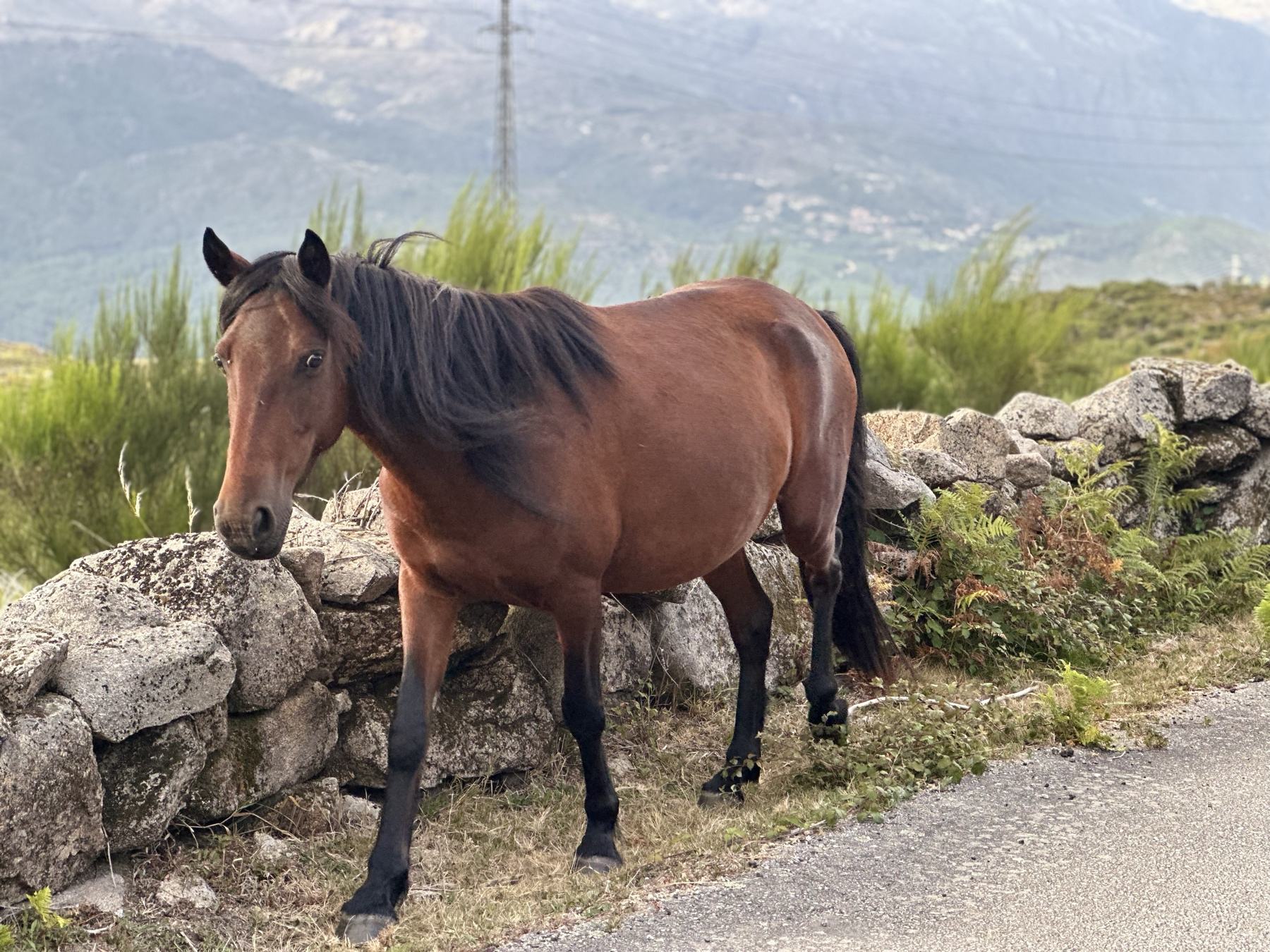 Garrano junto a um muro de pedra, com a serra ao fundo
