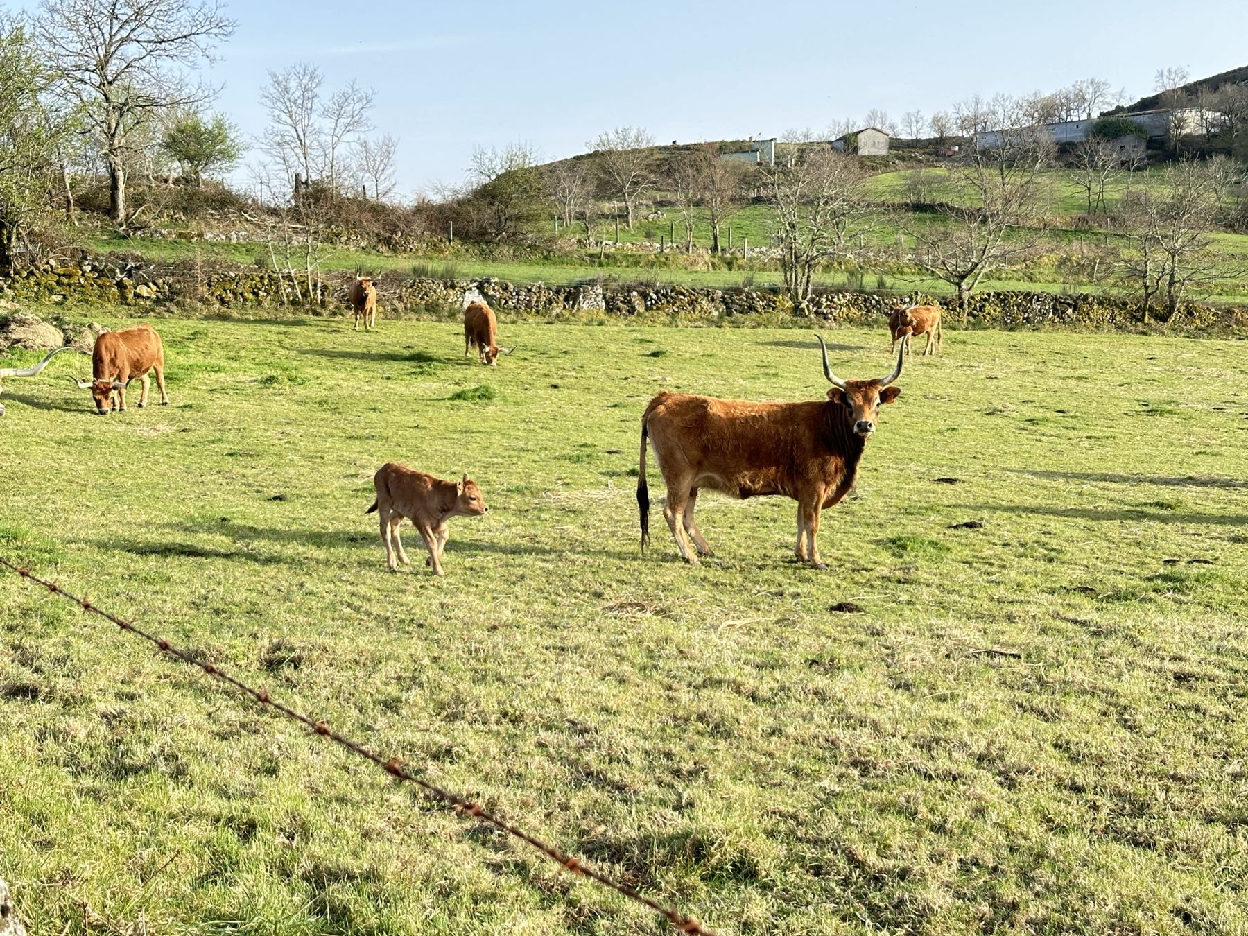 Vaca barrosã de cornos em lira com a sua cria, num lameiro cercado por muros de pedra
