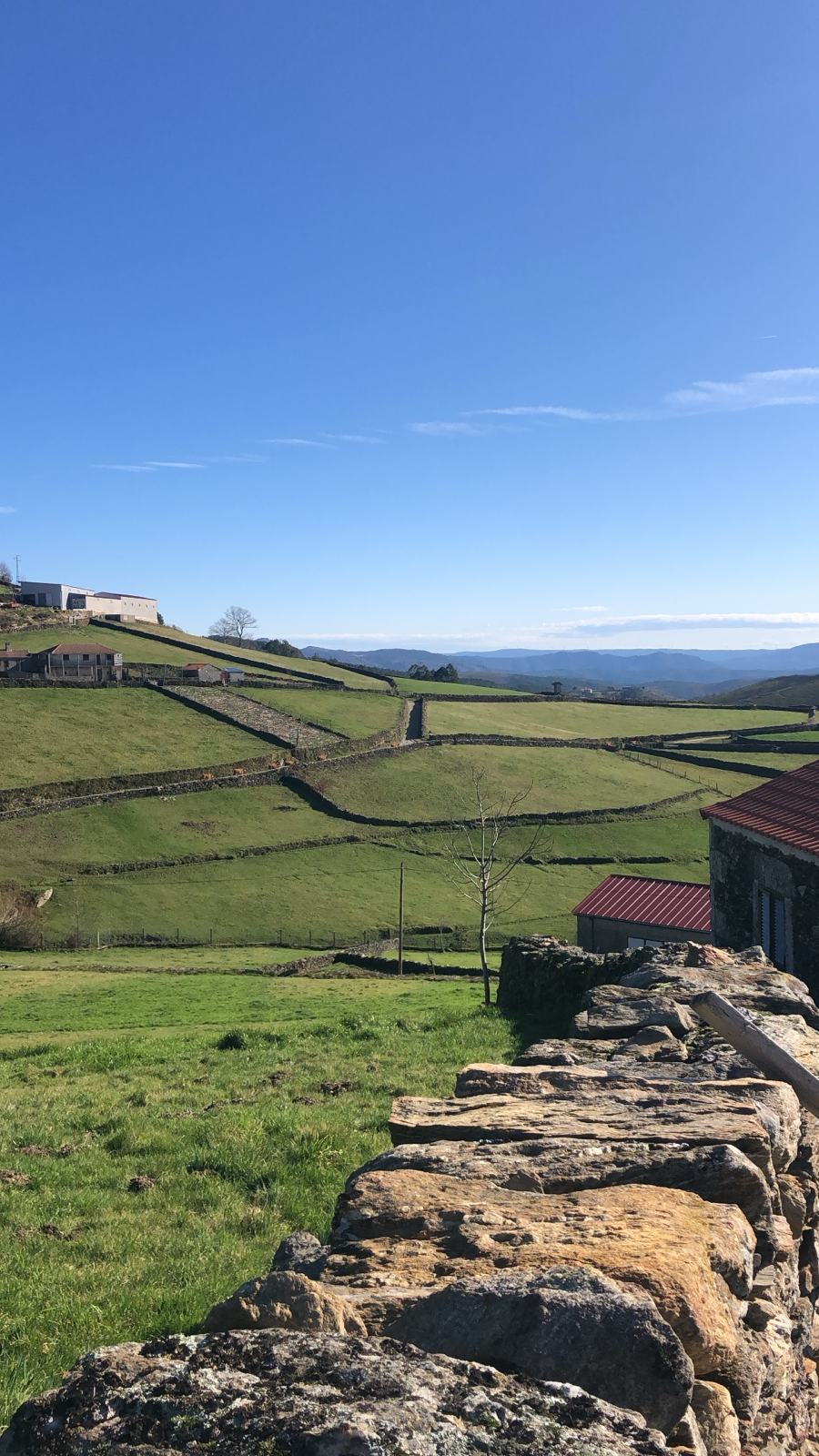 Lameiros verdes divididos por muros de pedra