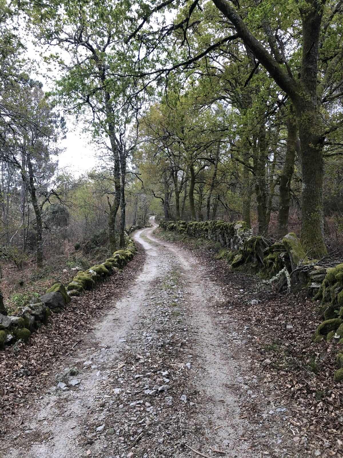 Caminho rural entre carvalhos e muros de pedra